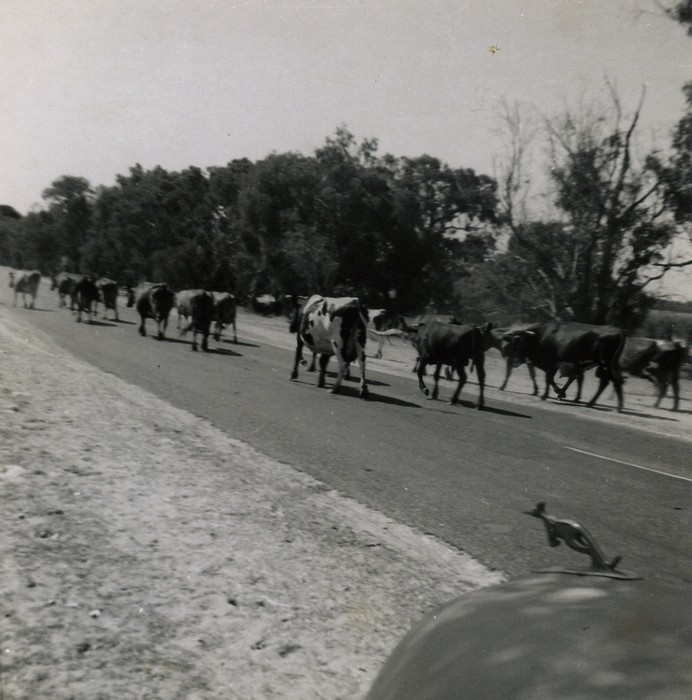 Cattle at Bibra Lake, 1960s 