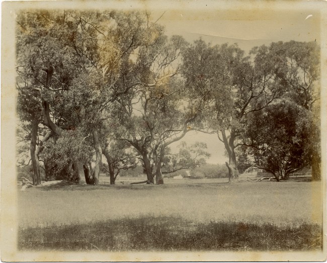 Trees at Davilak Estate
