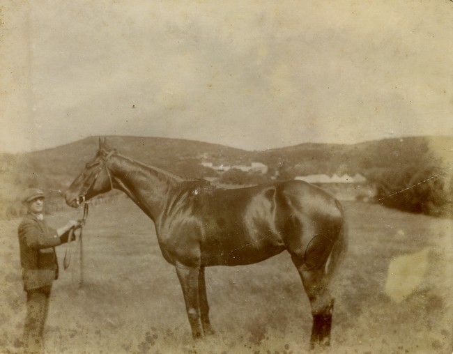 Horse at Davilak
