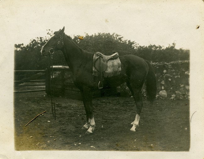 Photograph of horse belonging to Manning family