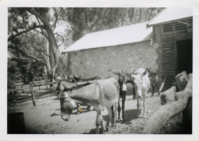 Donkeys in enclosure, Azelia Ley Homestead