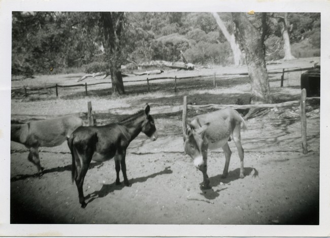 Donkeys in enclosure, Azelia Ley Homestead. L-R: Pablo, Jacky and Jenny