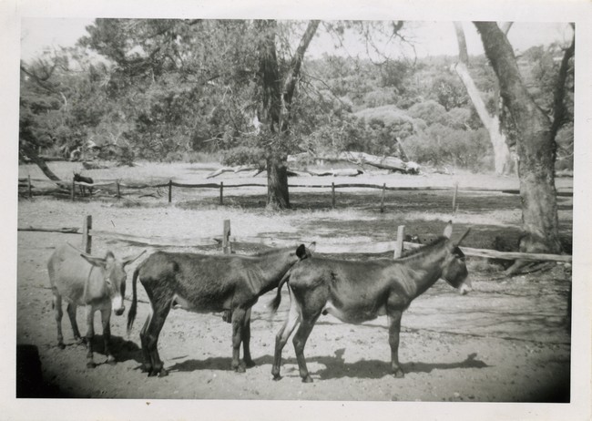 Three donkeys in enclosure, Azelia Ley Homestead
