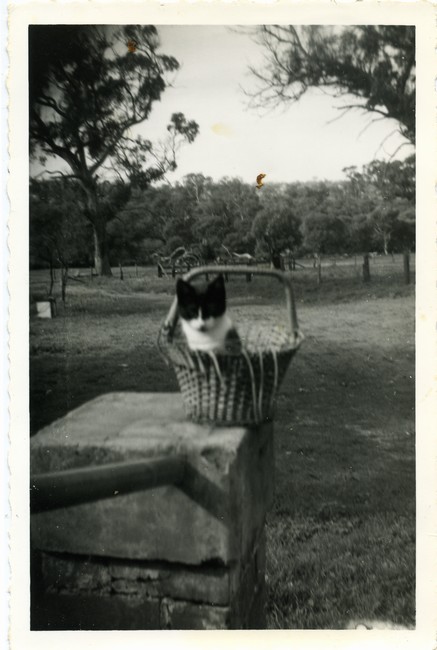 Kitten in a basket on the staircase of the Azelia Ley Homested