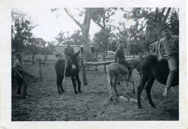 Photograph of Leslie boys on donkeys, Azelia Ley Homestead. L-R: Norm, Ken, Keith and Wayne Leslie