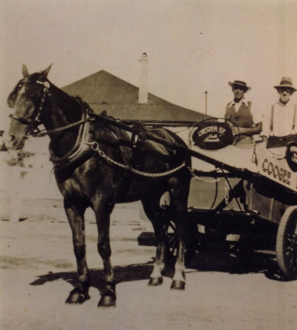 Horsedrawn milk cart from Powell's Coogee Dairy in 1940s