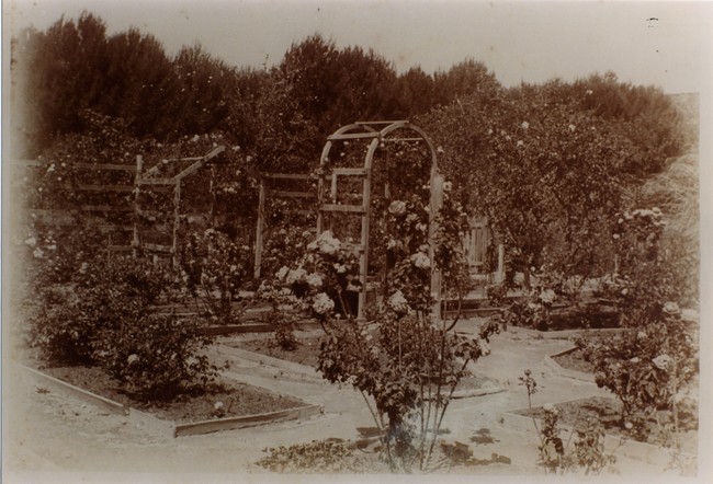 Rose garden at Davilak