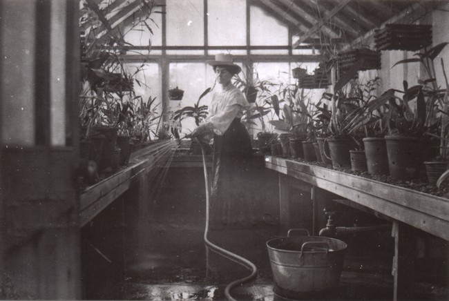 Florence Manning watering the orchids. 