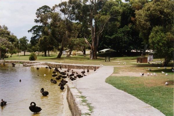 Swans at Bibra Lake 